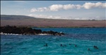 Penguins - near Elizabeth Bay - Isabela Island - Galapagos Islands (2)